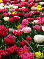 tulips field in spring