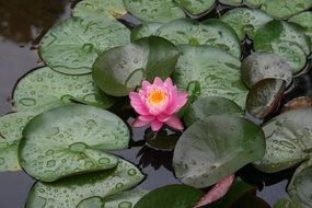 Pink lotos flower on the water