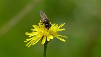 black fly on a yellow little flower