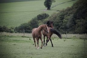 walk horses on the farm