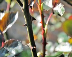 thorns on the stem of a rose