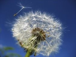 dandelion with seeds against a clear blue sky