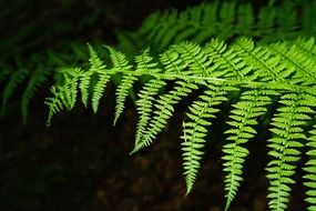 young green leaf of fern