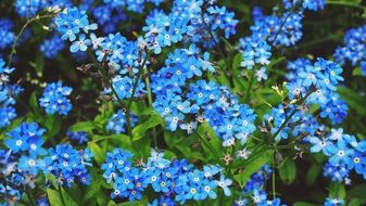 bright blue flowering of a forget-me-nots close-up