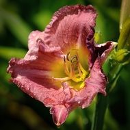 lily flower purple