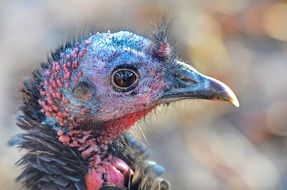 wild turkey nature wildlife