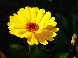 Bright yellow flower in the green grass