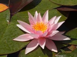 pink pond lily