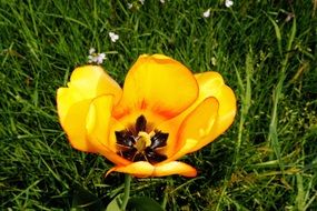 expanded yellow tulip blossom
