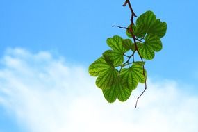 Twig on the branch