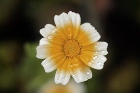 white and yellow bud of plants
