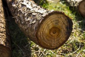 delightful tree structure