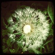 dandelion with white seeds close up on a blurred background