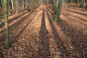 tree trunks in the autumn forest