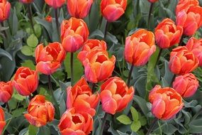 tulips tulipa lily liliaceae