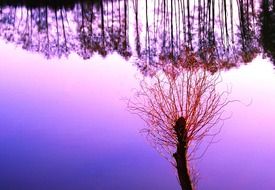 reflection of trees in water pond