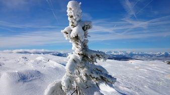 snowy tree in the mountains of austria