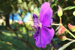 Beautiful and colorful quaresmeira flowers in brazilian atlantic forest