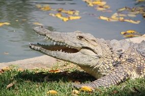 crocodile on the shore near the water