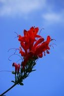 red blossoms on branch in sky