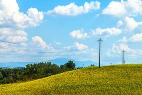 yellow floral field