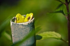 frogs in a tree