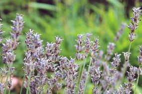 beautiful and delightful lavender