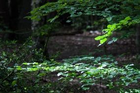 beech tree in the forest