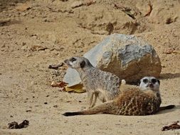 two meerkats in nature