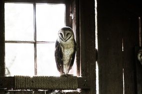 owl in the zoo