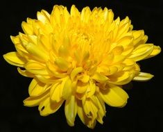 yellow flower on a black background