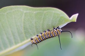 striped caterpillar on a green leaf close-up