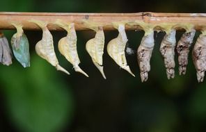 row of cocoons on stick, butterfly larvas