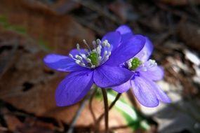 two violets close up on a blurred background