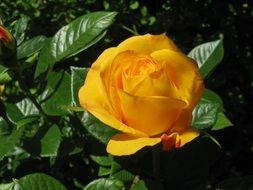 yellow rose on a bush under the bright sun