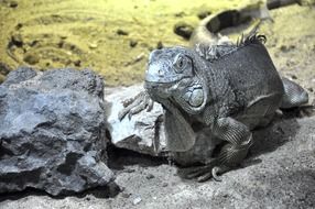 gray iguana on a gray stone