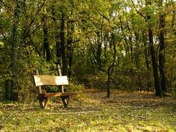 bench in autumn park on a sunny day