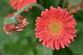 beautiful red summer flower in the garden