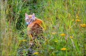 red cat on a flowering green meadow