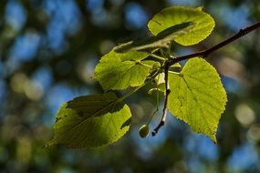 green leaves on branch sunshine