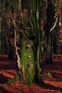 tree bark in moss