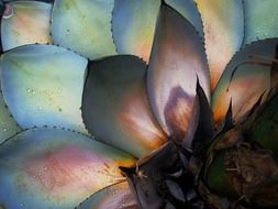 colorful agave leaves close up