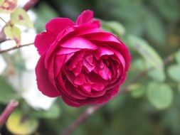 flower rose red blooming blossom