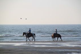 equestrian horses ride