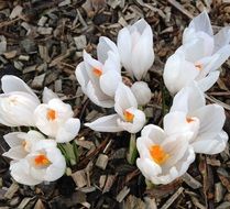 Small white crocus in spring