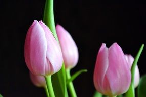 bouquet of pink tulip flowers