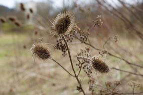 thistles plant dry withered macro photo