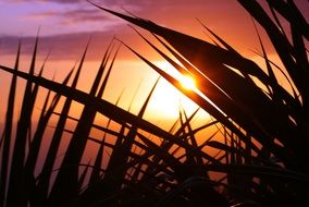 silhouettes of plants at sunset on the indian ocean