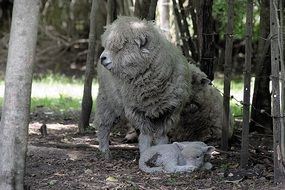 furry sheep sits on the ground