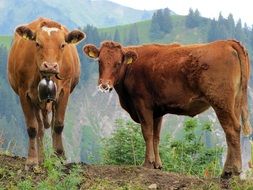 cow switzerland